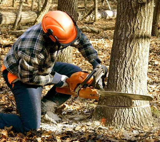 Tree Removal in Newton Highlands, MA